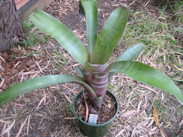 billbergia_muriel_waterman.jpg