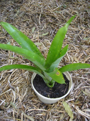 bromeliad_unknown.jpg