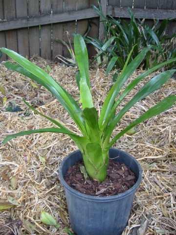 bromeliad_unknown_pur#7e11.jpg