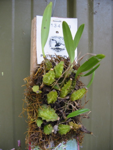 bulbophyllum_elisea.jpg