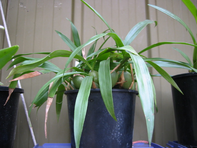 coelogyne_cristata.jpg