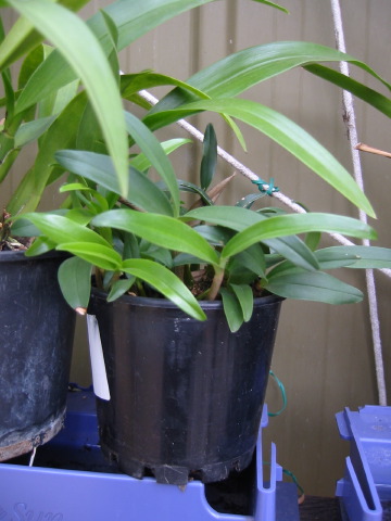 dendrobium_kingianum.jpg