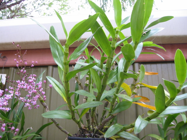 dendrobium_unknown_002.jpg