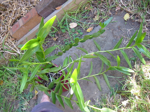 epidendrum radicans.jpg