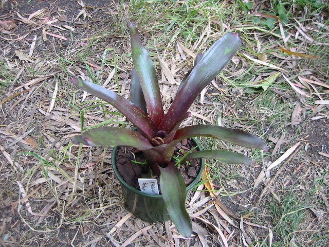 neoregelia_beefeater.jpg