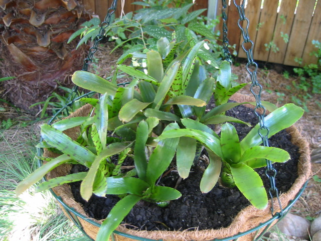 neoregelia_puntissima_001.jpg
