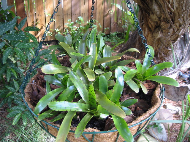 neoregelia_puntissima_002.jpg