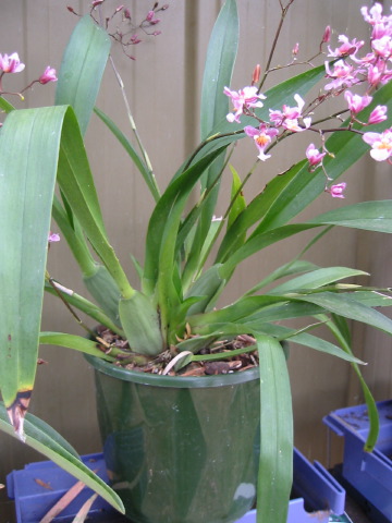 oncidium_ornithorinchum.jpg