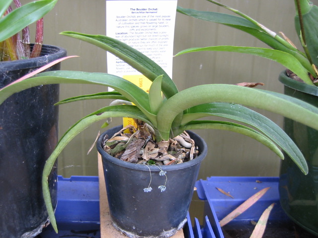 sarcochilus_harmannii.jpg