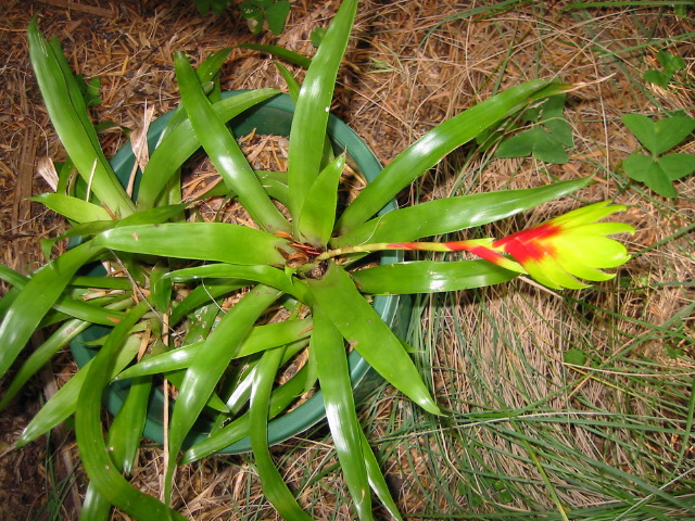 variesia carinata.jpg