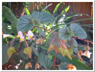begonias_001.JPG
