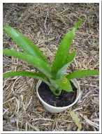 bromeliad_unknown.JPG