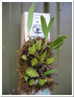 Bulbophyllum_Elisea.JPG
