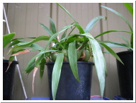 Coelogyne_cristata.JPG