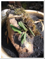 Dendrobium Linguiforme.JPG