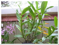 Dendrobium_unknown_002.JPG