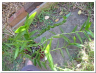 Epidendrum radicans.JPG