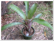 Billbergia_Muriel_Waterman.JPG