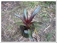 Neoregelia_beefeater.JPG