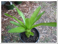 bromeliad_unknown_purple_centre.JPG
