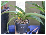 Sarcochilus_harmannii.JPG