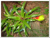 Variesia carinata.JPG